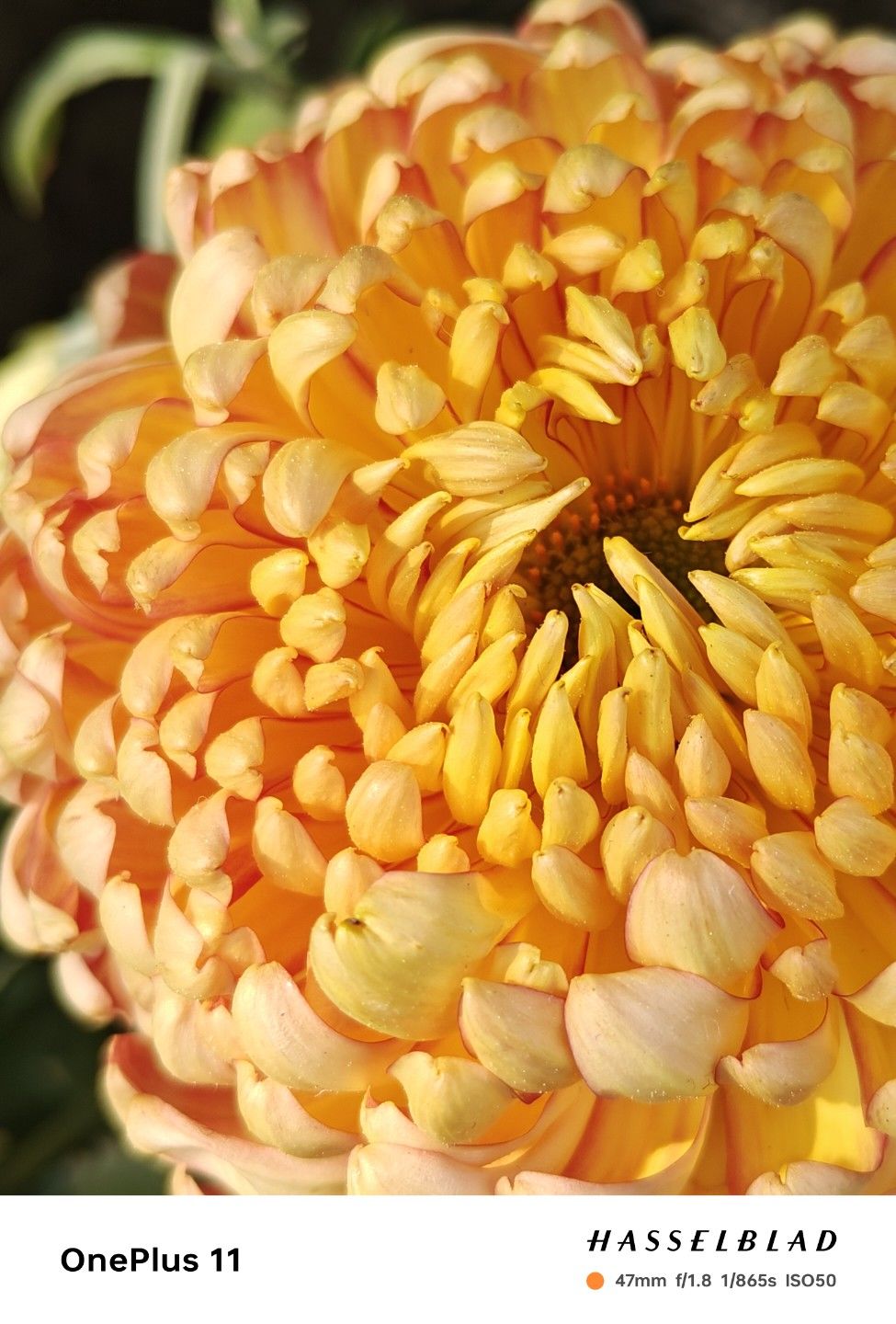鲜花拍摄 3