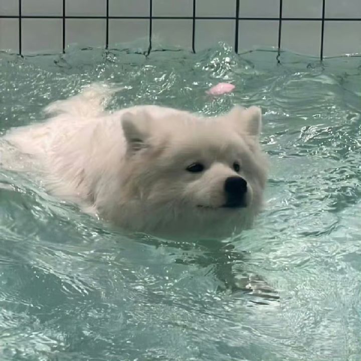 自己在家买了贴纸但是又不好使截图