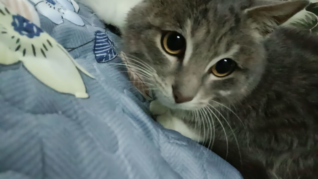 小猫咪那么可爱~谁会讨厌小猫咪呢? 3