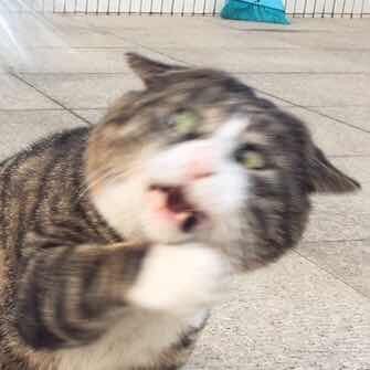 【第125期周报：手机版测试推进】