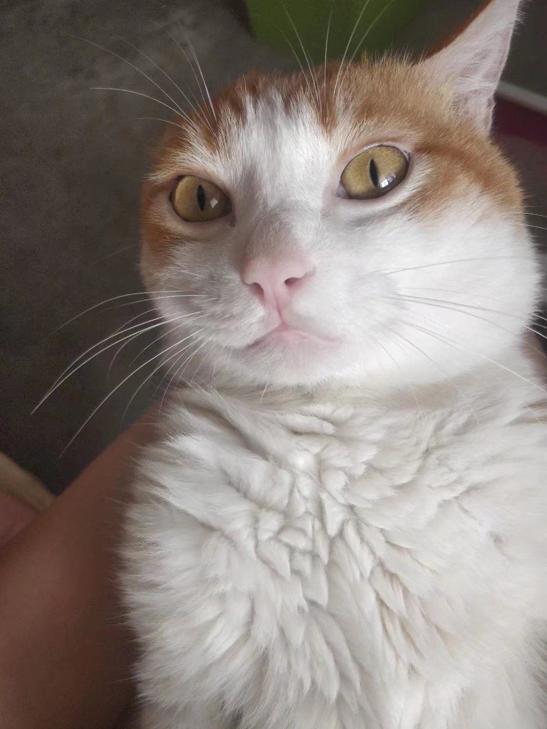 猫爱玩 1