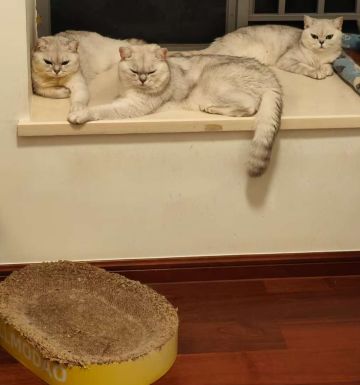 细节攻略，输出新思路☞毒，血，🔥伤害探究