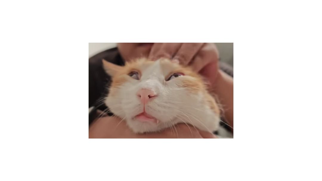 米姆米姆哈，一款经营游戏里新的弗兰克斯坦截图