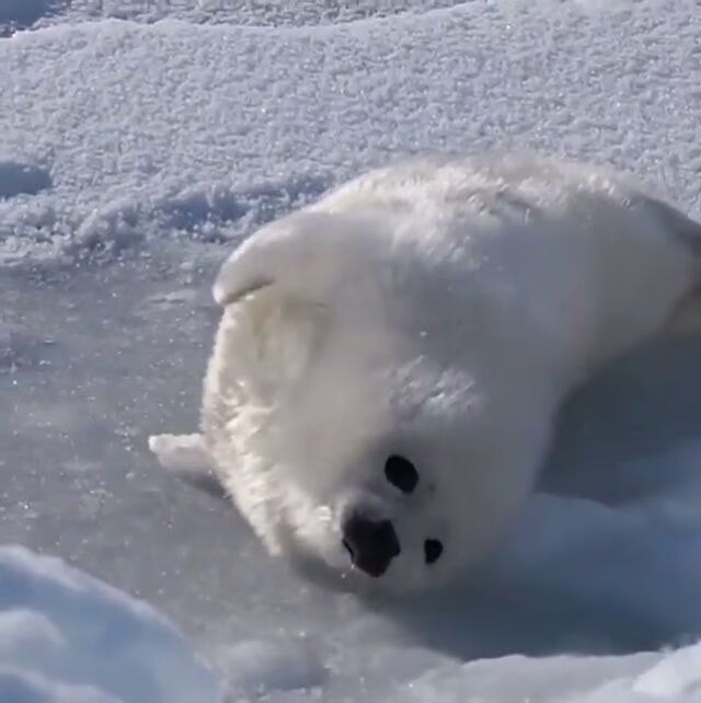竖琴海豹…… 7