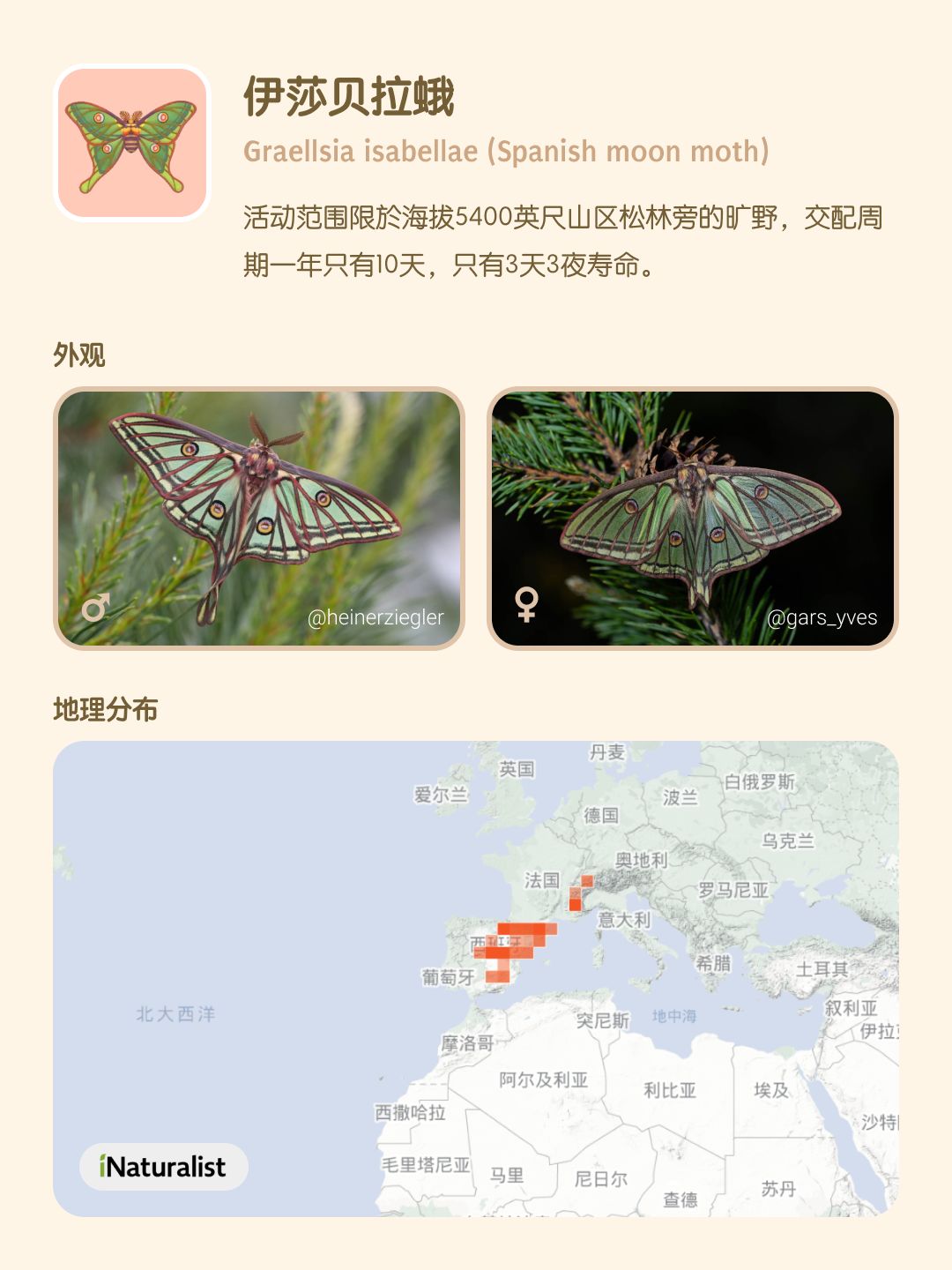 认识心动小镇的蝴蝶（8-10 级） 2