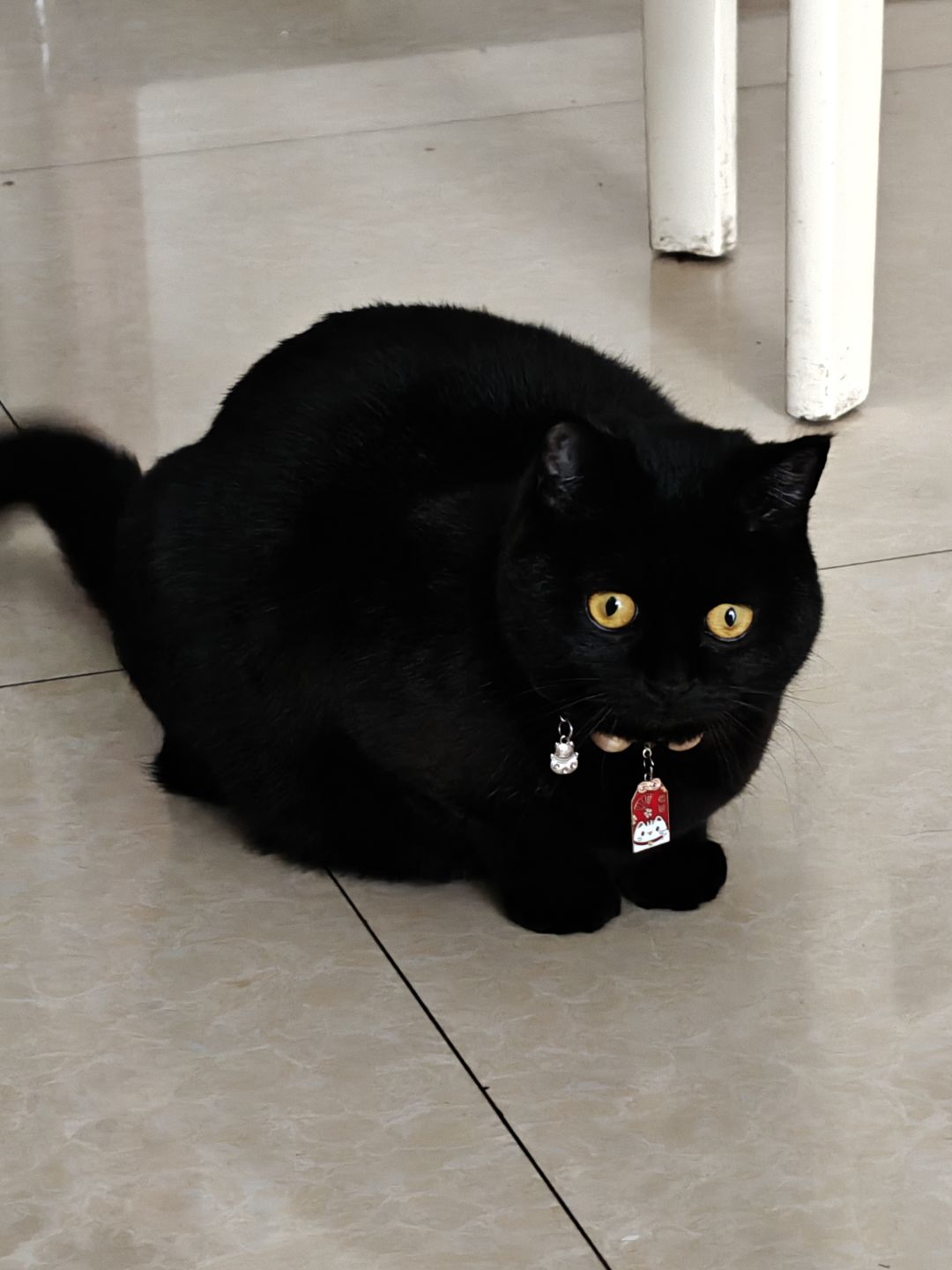 放只猫猫在这里 1