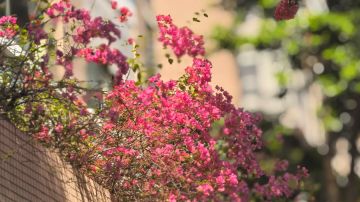 六周年庆活动：花与叶——花篇