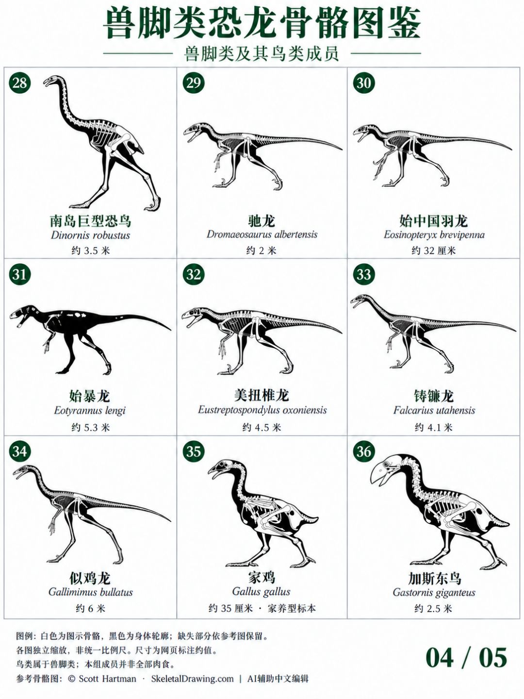稀有兽脚类恐龙骨骼图鉴,颠覆认知! 4