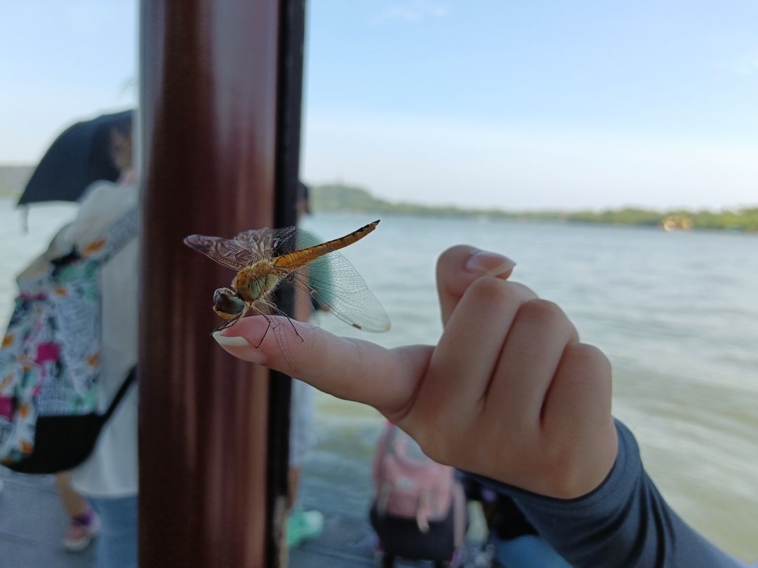 夏日活动⚠️昆虫警告【种类有点多标题写不下】 3
