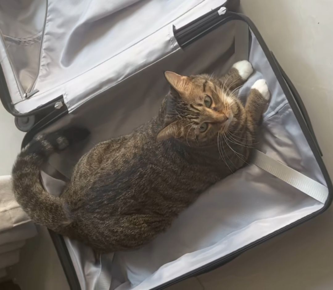 发点猫猫 2