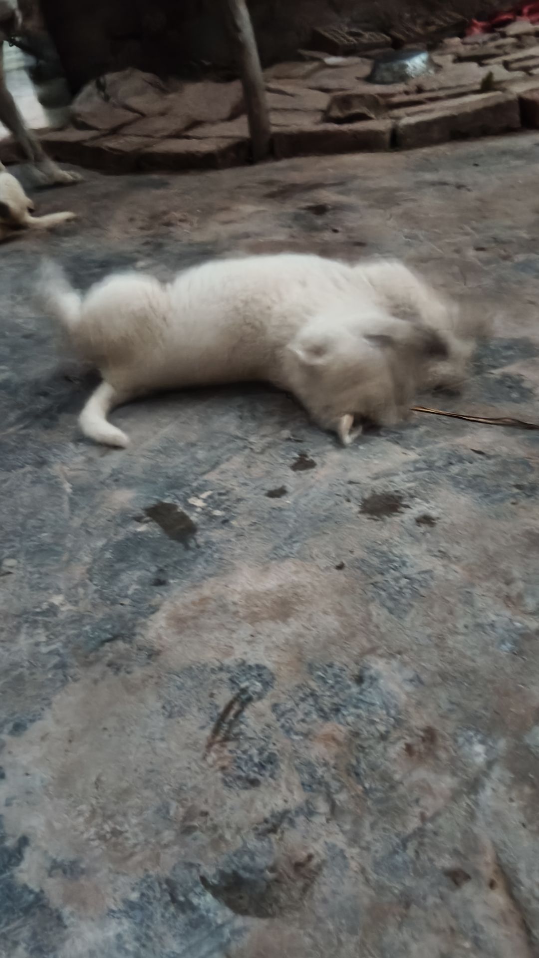 动态图片 15