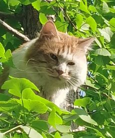 【娱乐板】森林大会今日议题:猫咪为什么只会上树不会下树?截图