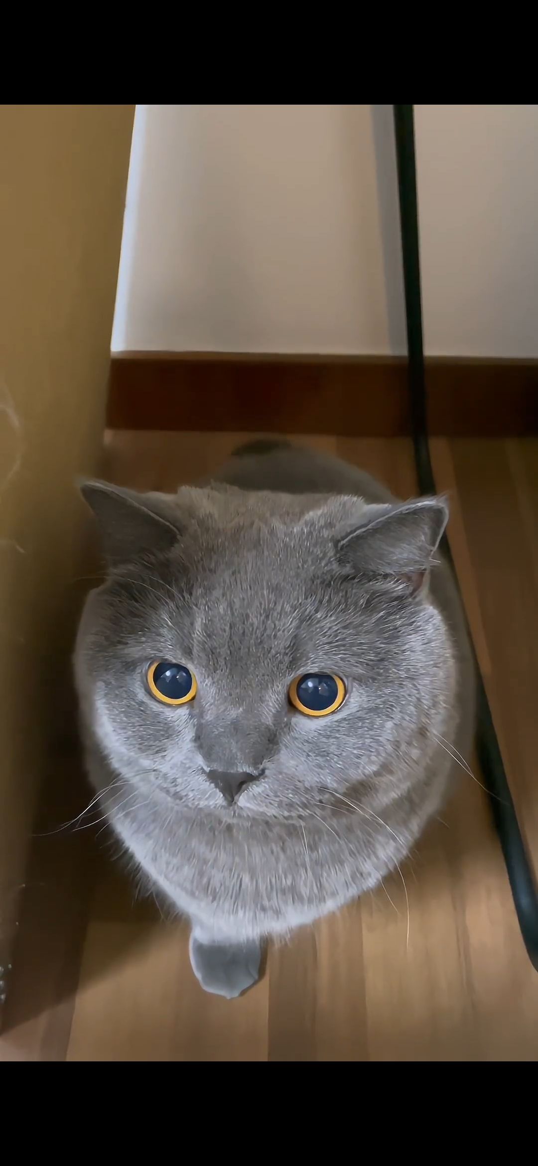 家有萌物 3