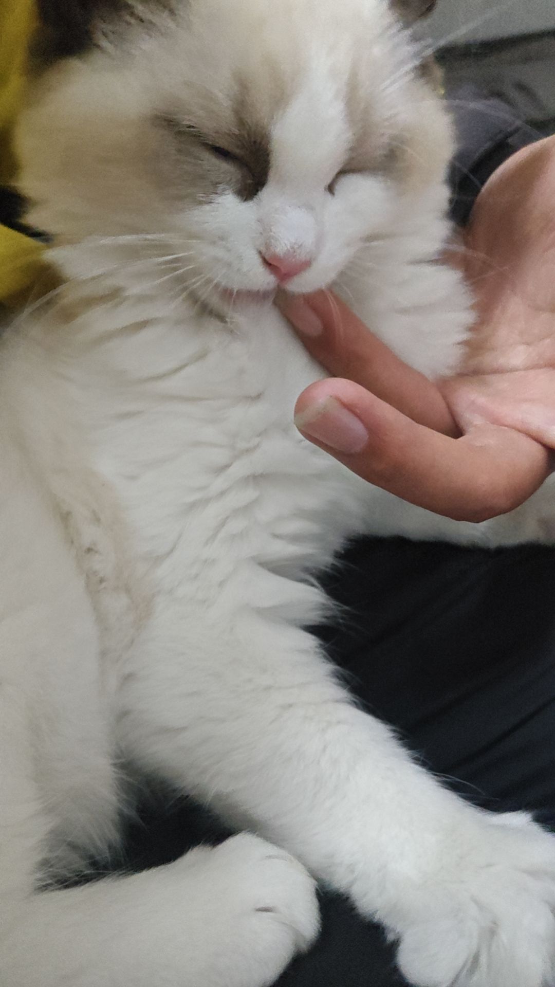 挂一个爱猫帖子,理性讨论,切勿升格 2