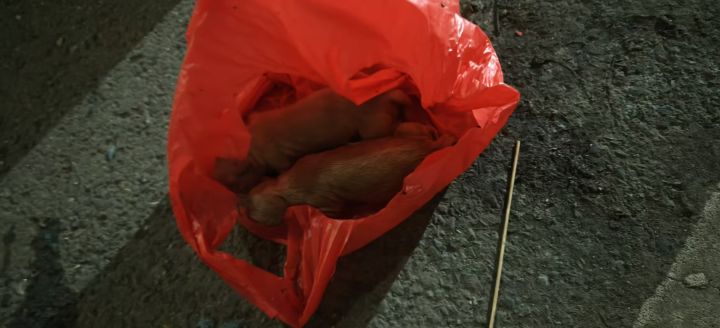 咦…垃圾桶怎么会有叫声…啊？！！截图