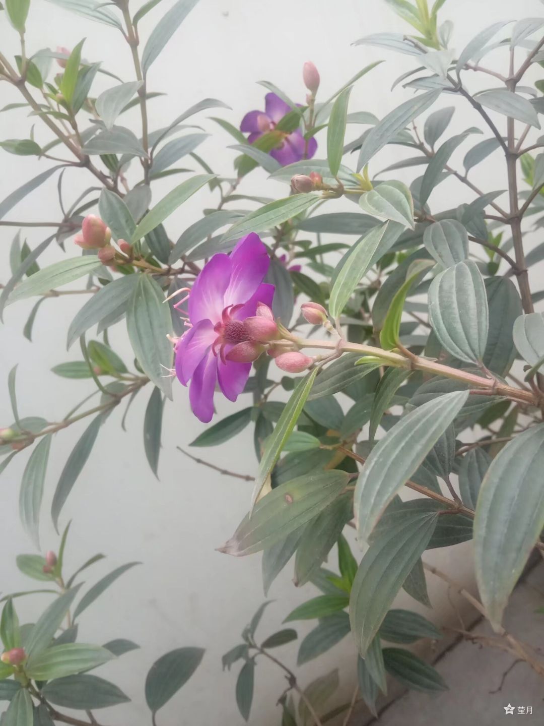 春季🌸活动：妙手拍花 6