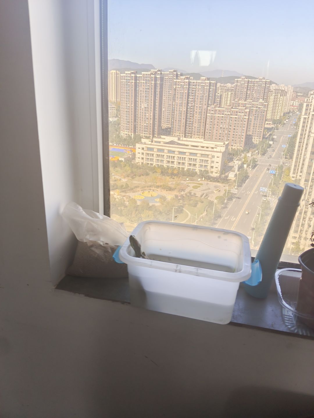 乌龟 1
