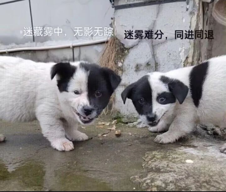 萧佩吟能打主t吗？截图