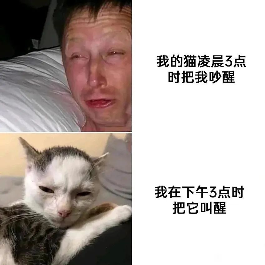 ✨今日份梗图分享第四十一期✨ 2