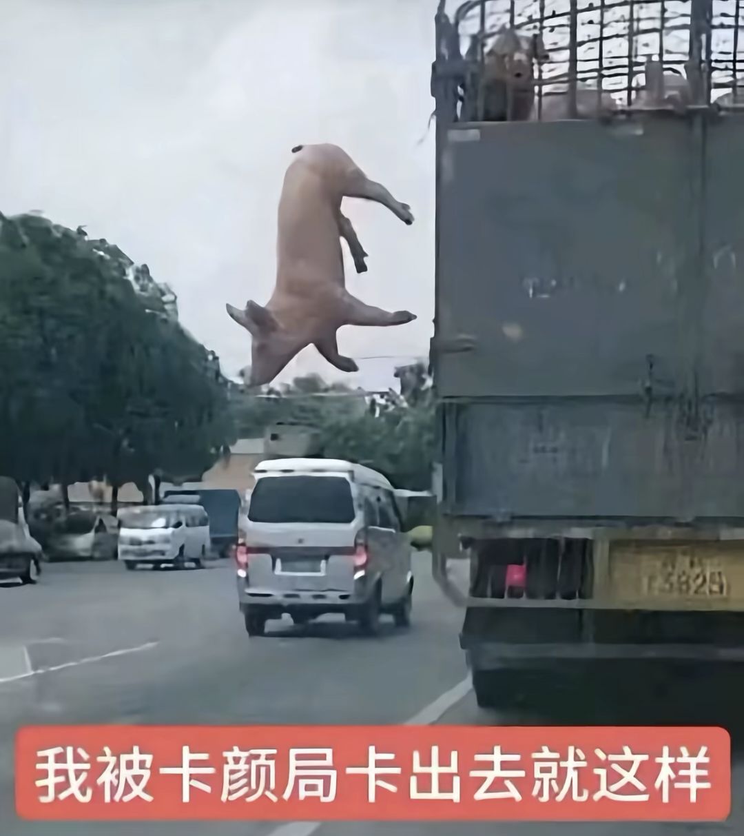 随缘d 2