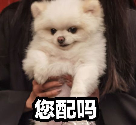 我家番茄真是一个傲娇小公主截图