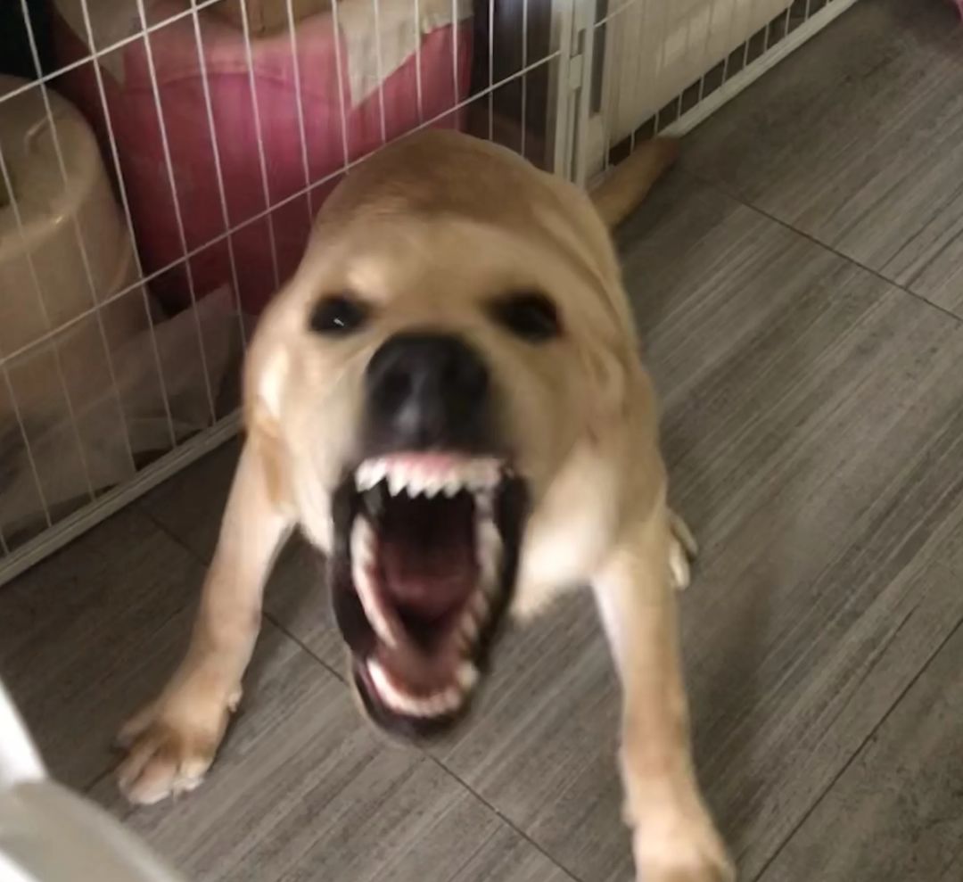 火力汪要来了吗 2