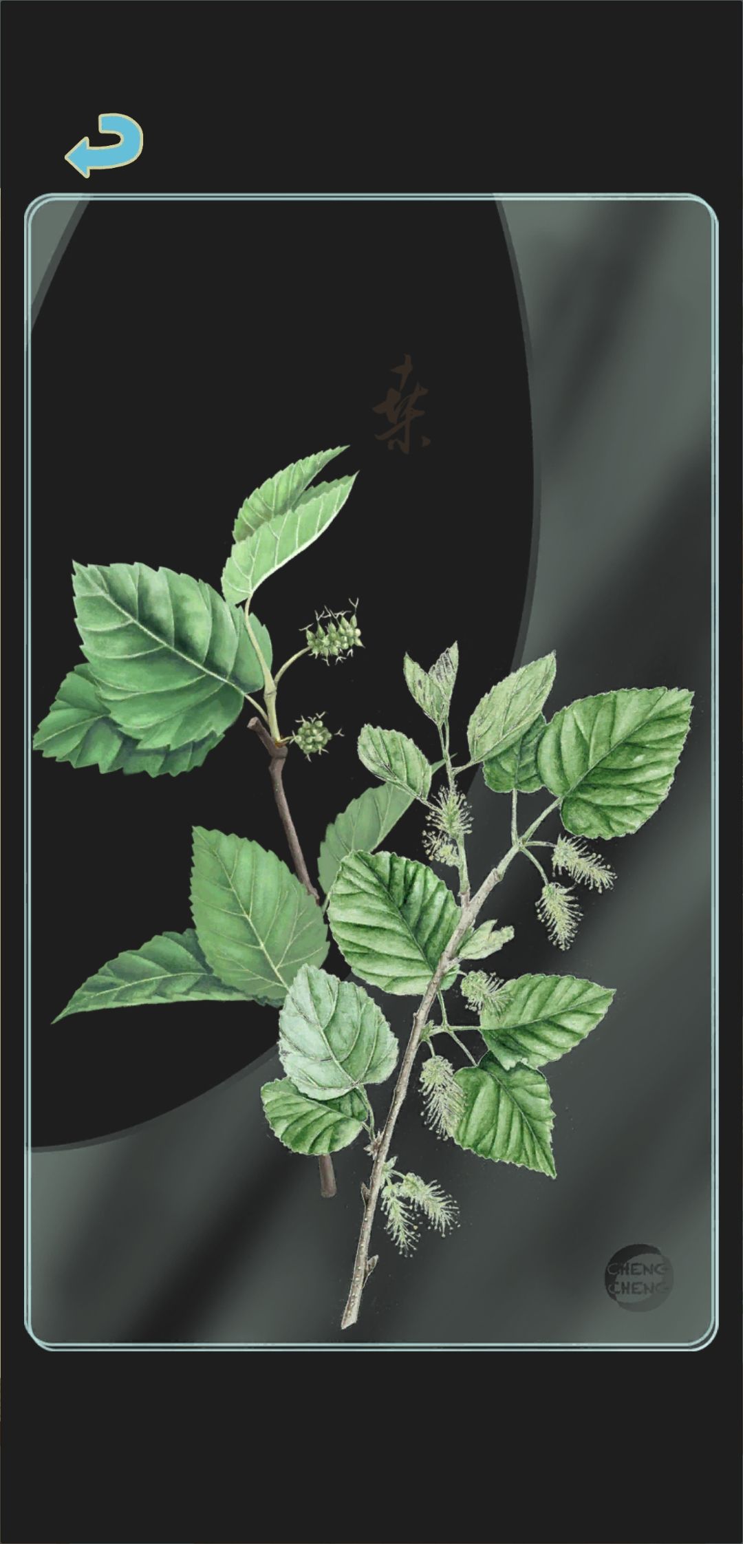 夏季树种透卡1 2