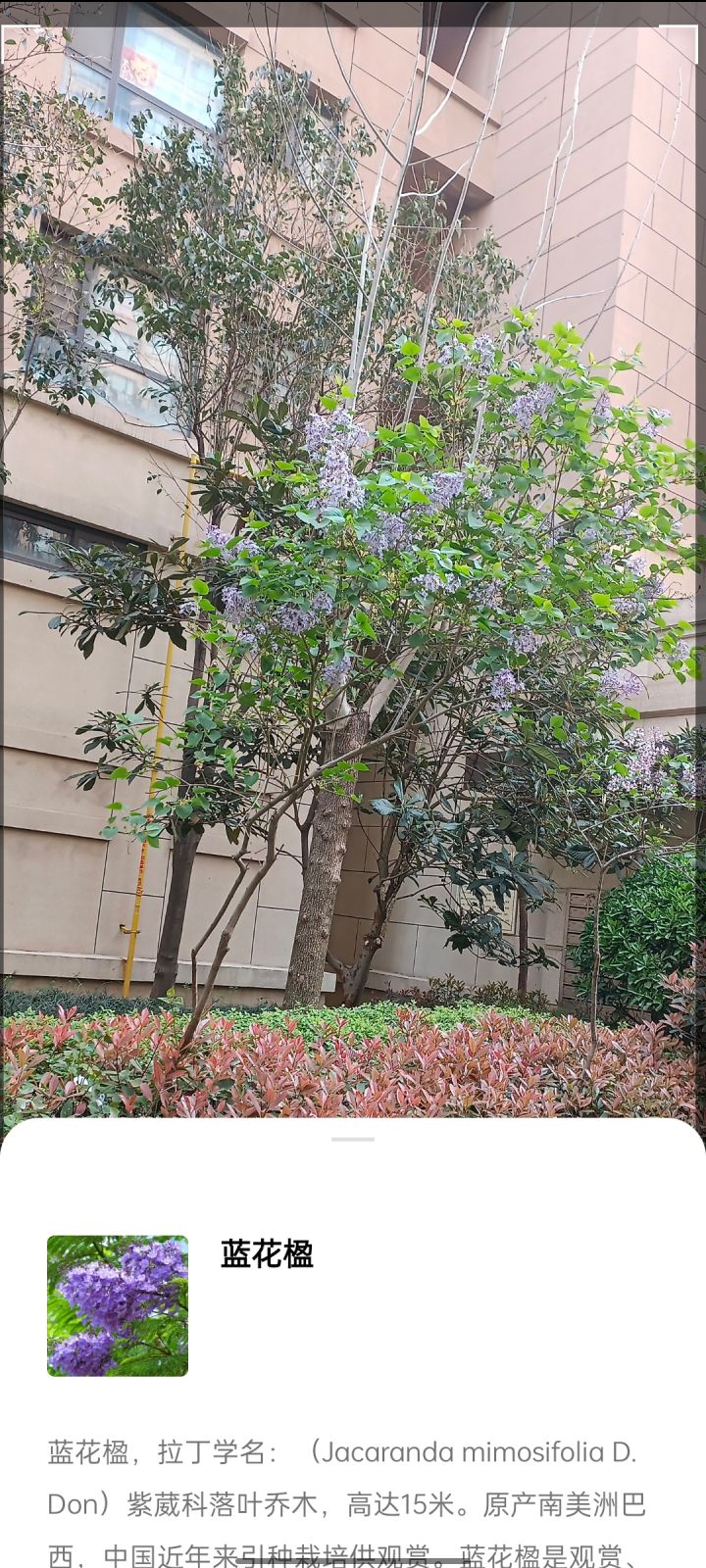 今天在小区看到蓝花楹截图