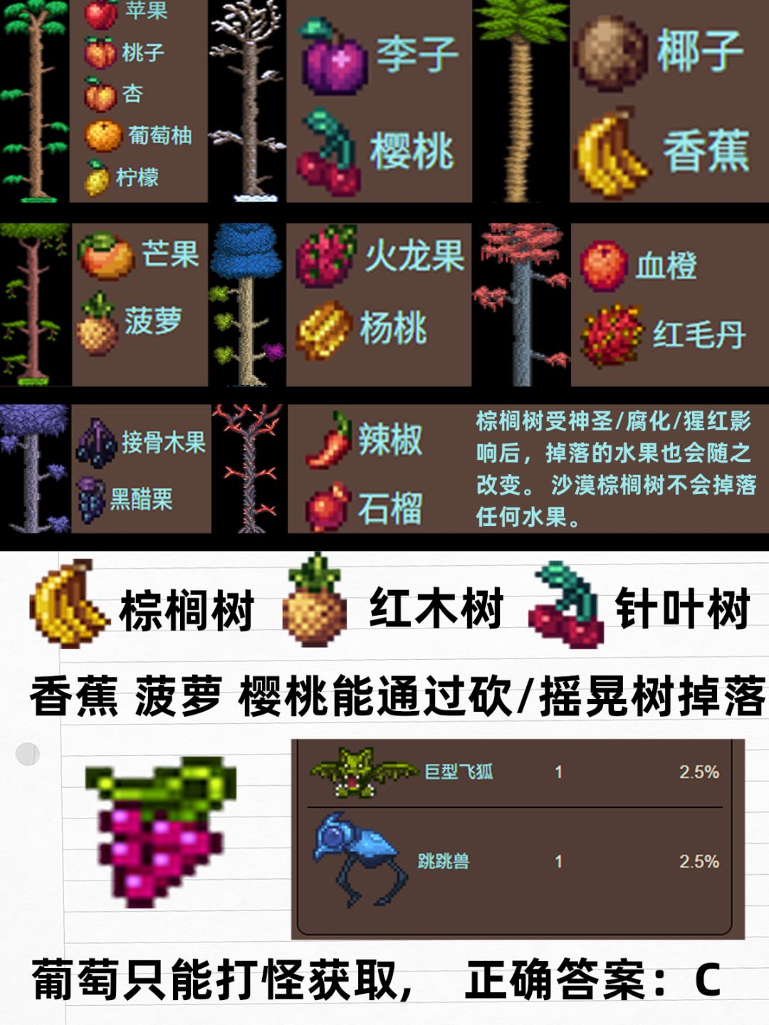 【泰拉大学习】菠萝头顶怎么尖尖的🍍🤔 2