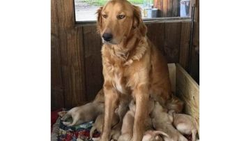 玩家自建-论坛内容索引贴（申请置顶）