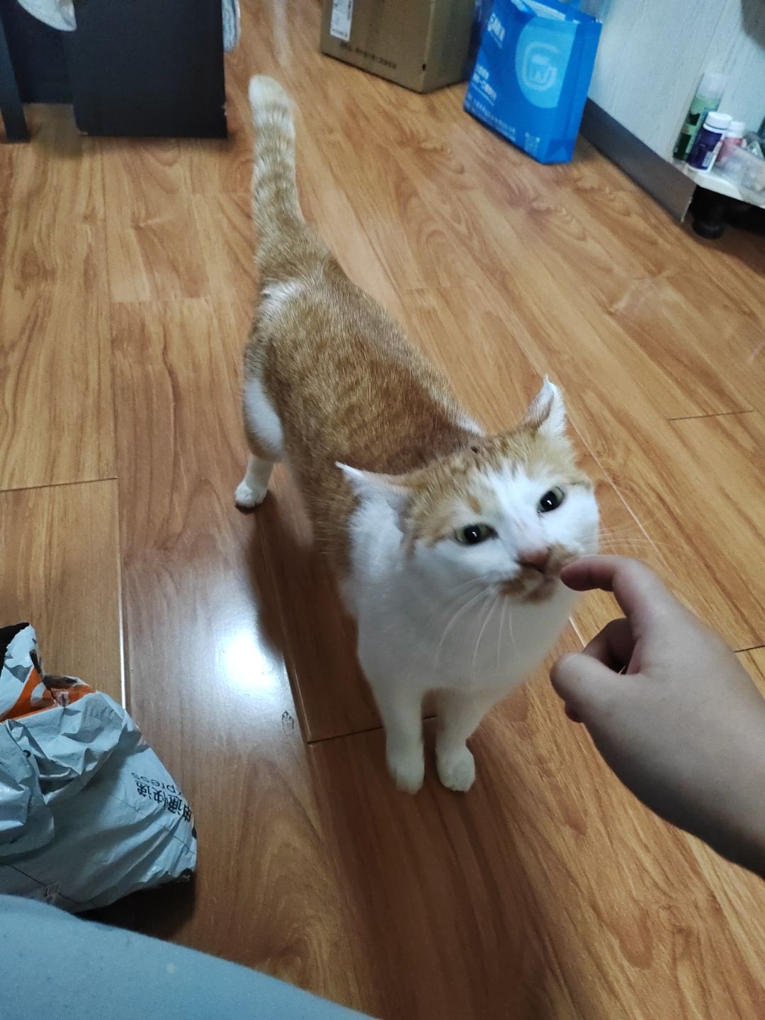 猫猫大法好 2