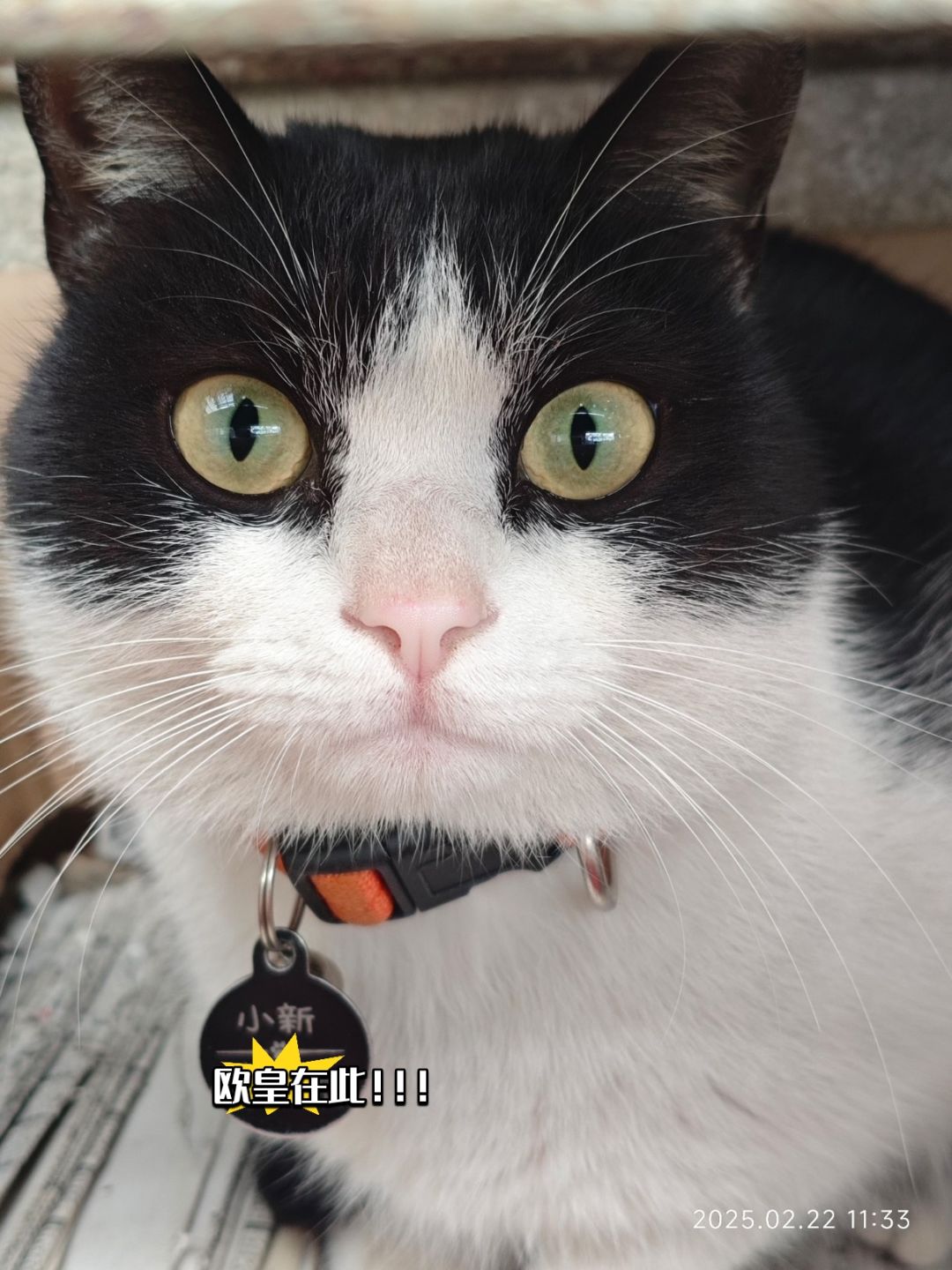 黑猫警长 1