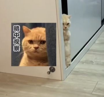 （请让我狗托一次）