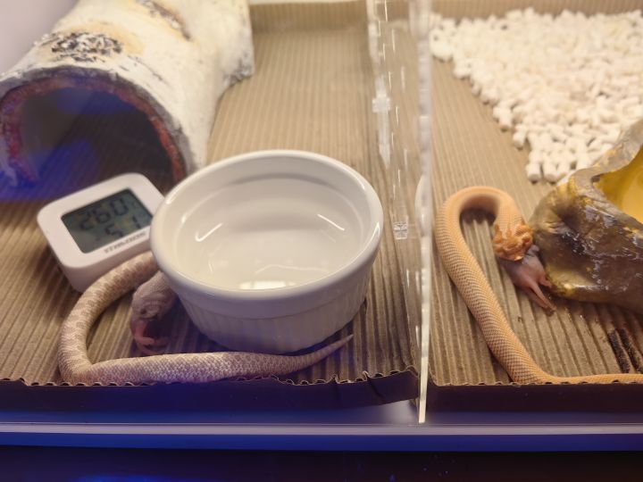 家里小宠物截图