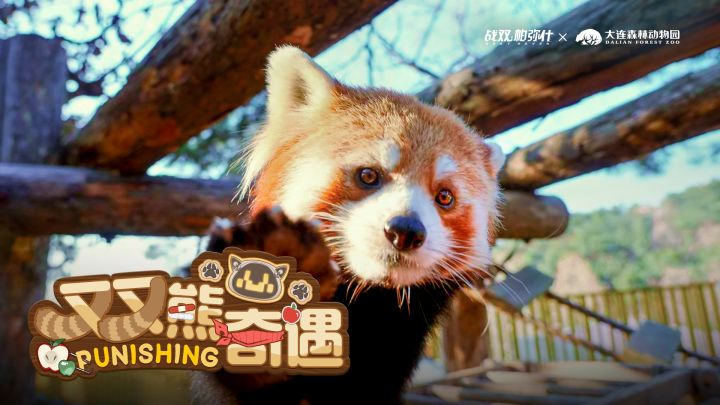 战双帕弥什×大连森林动物园 线下主题活动截图