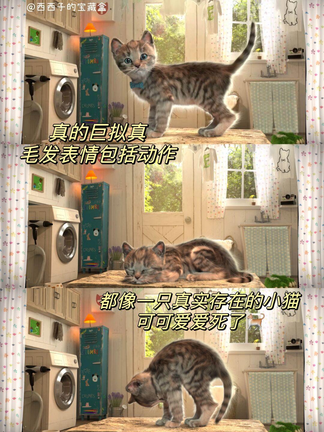 🐱超可爱的猫猫模拟游戏｜沉浸式养猫 3