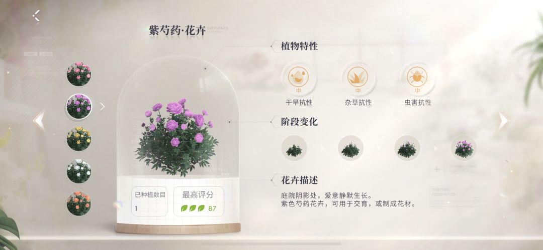 芍药终于种完了 2