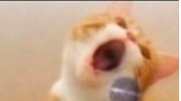 我们极其护犊子的盟主老大（小小蚁国）