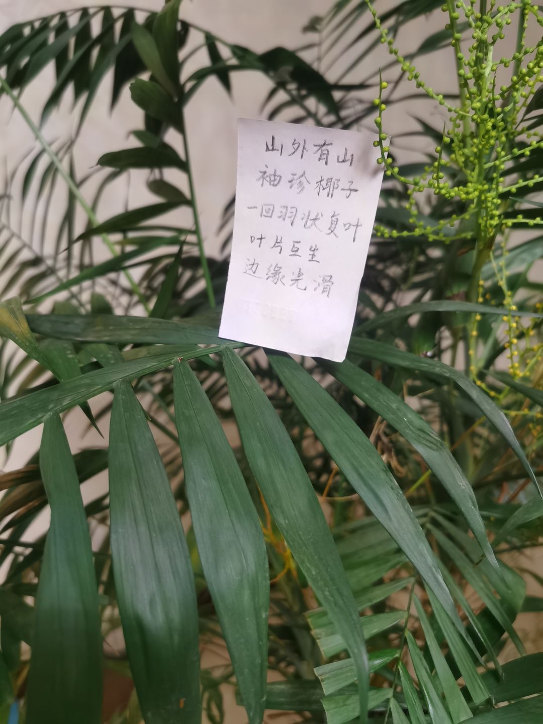是花与叶活动哦（叶子组）截图