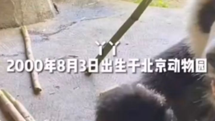 《丫丫回家》豆瓣评分3.2截图
