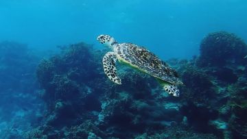 《无尽的拉格朗日》地球日 — 「海龟救援，众生共存」