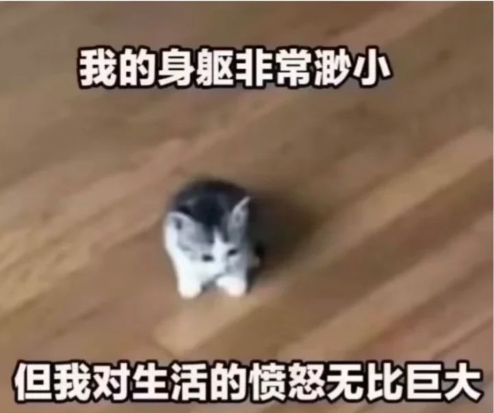 大家都笑你偏偏你最好笑截图