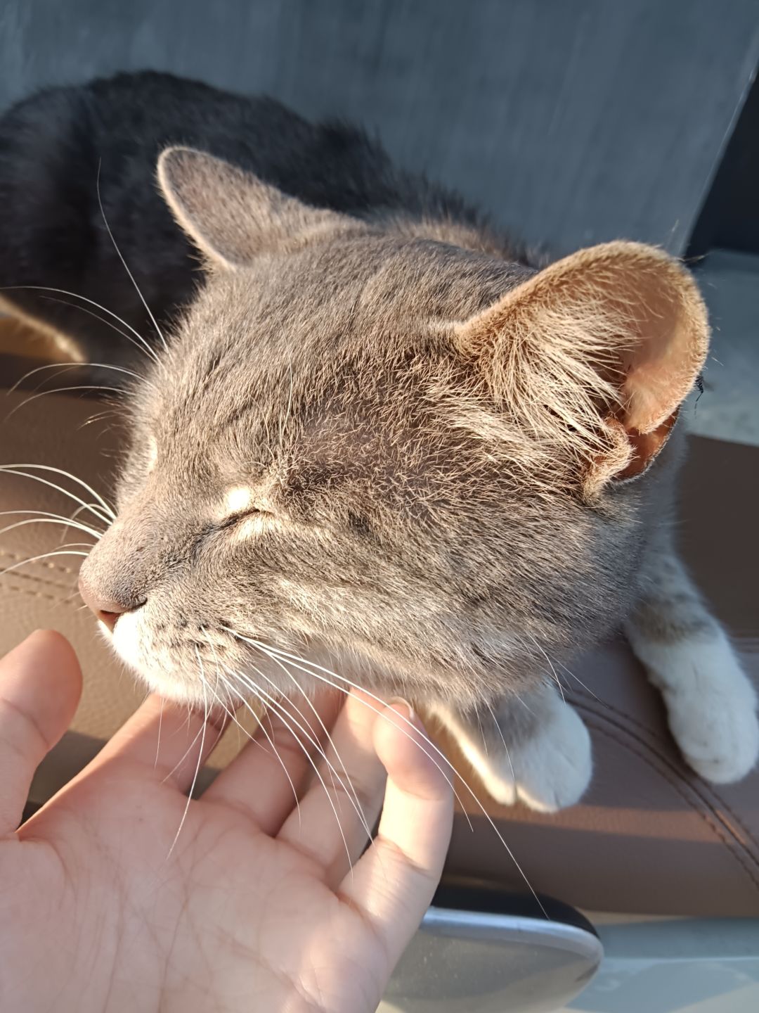 小猫咪那么可爱~谁会讨厌小猫咪呢? 6