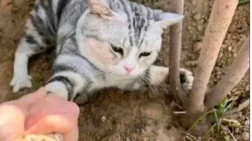 全图鉴收藏冲刺（没云存档已退坑）