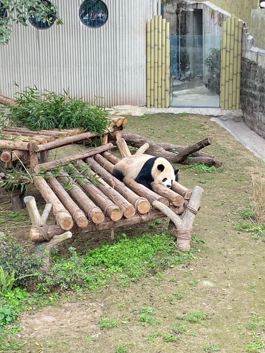 熊猫们🐼 3