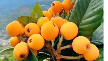 浮石全属性解析篇㈢高级属性