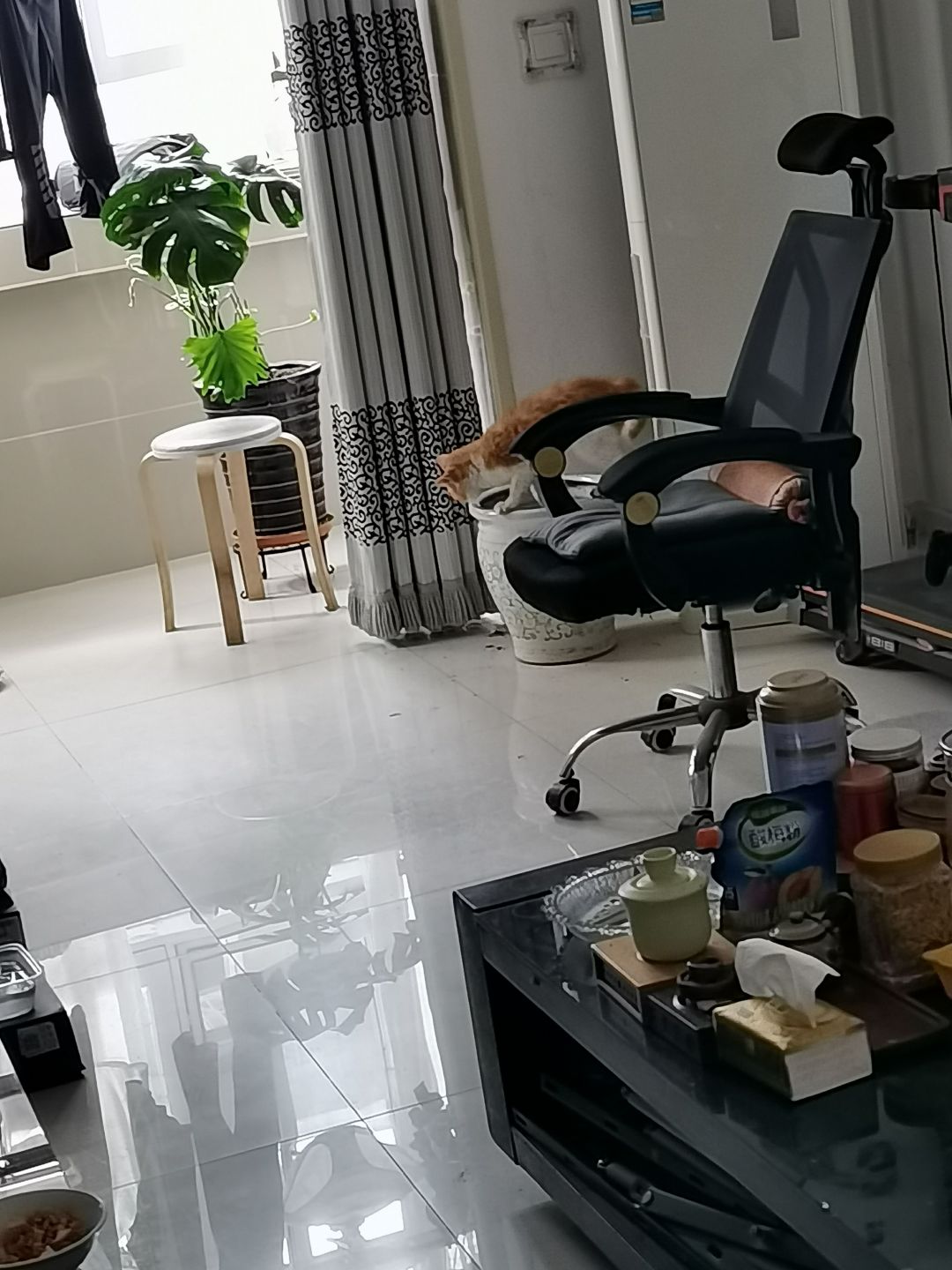 捡到的小流浪 12