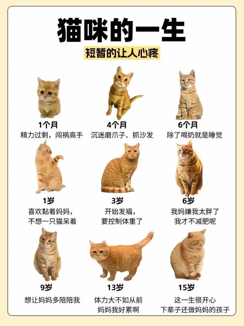 🌟青年大学习|猫猫的一生🌟 1