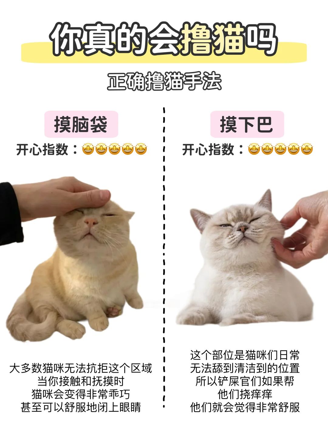 新手撸猫说明书📖如何正确撸猫不被咬⁉️ 5
