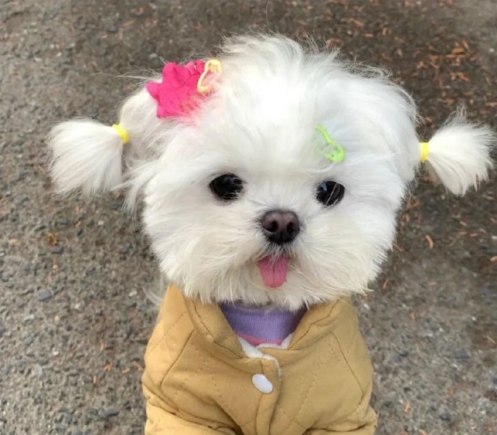 可爱小狗🐶表情包~截图